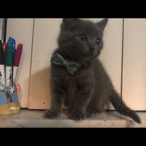 Meet your Posher, Samantha